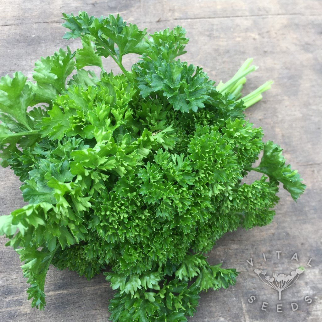 Moss Curled parsley