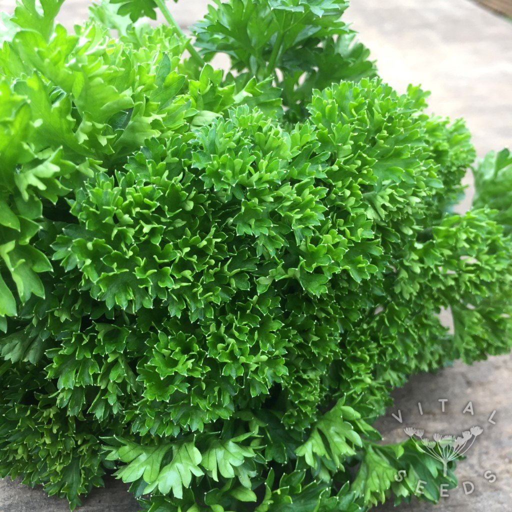 Moss Curled parsley