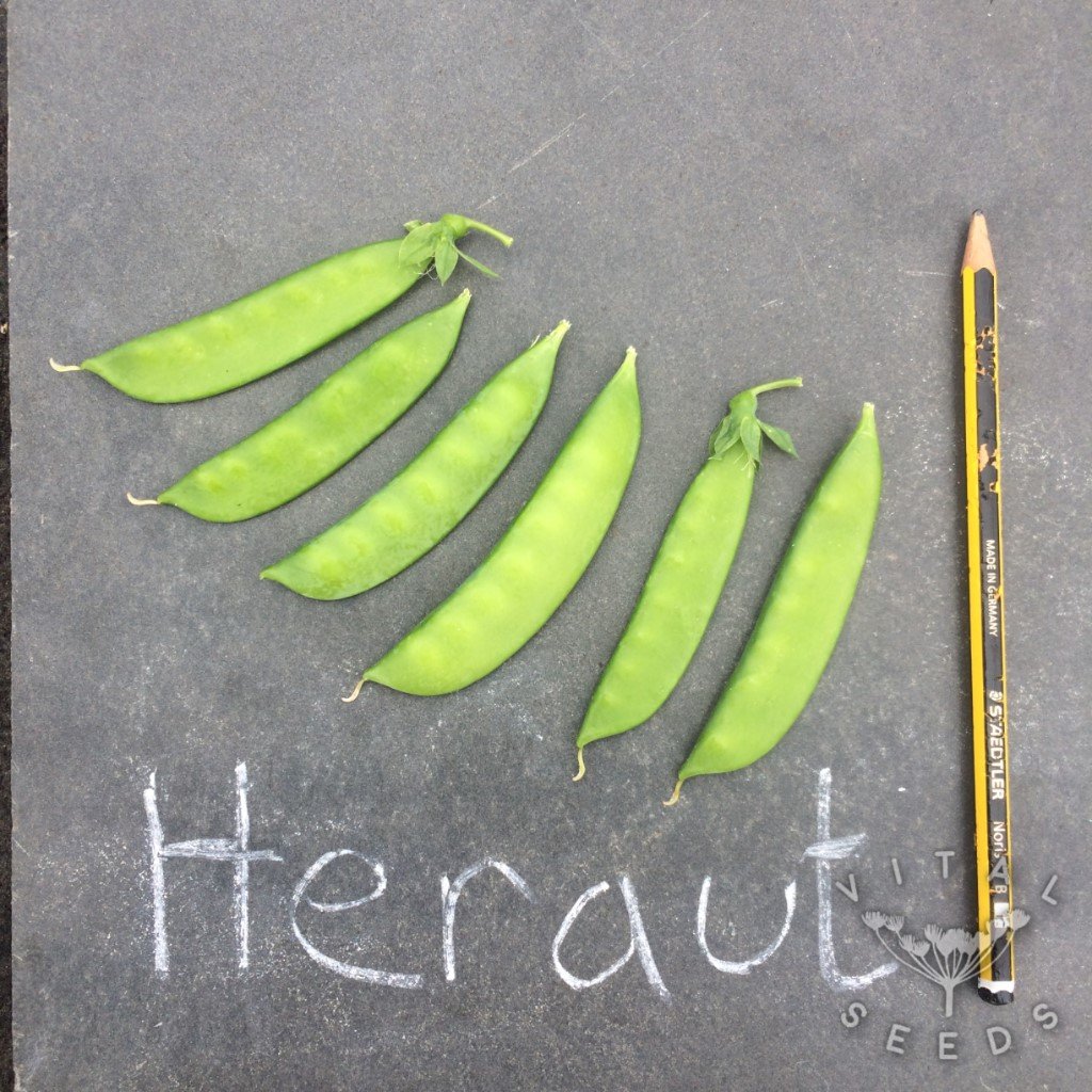 Heraut Peas