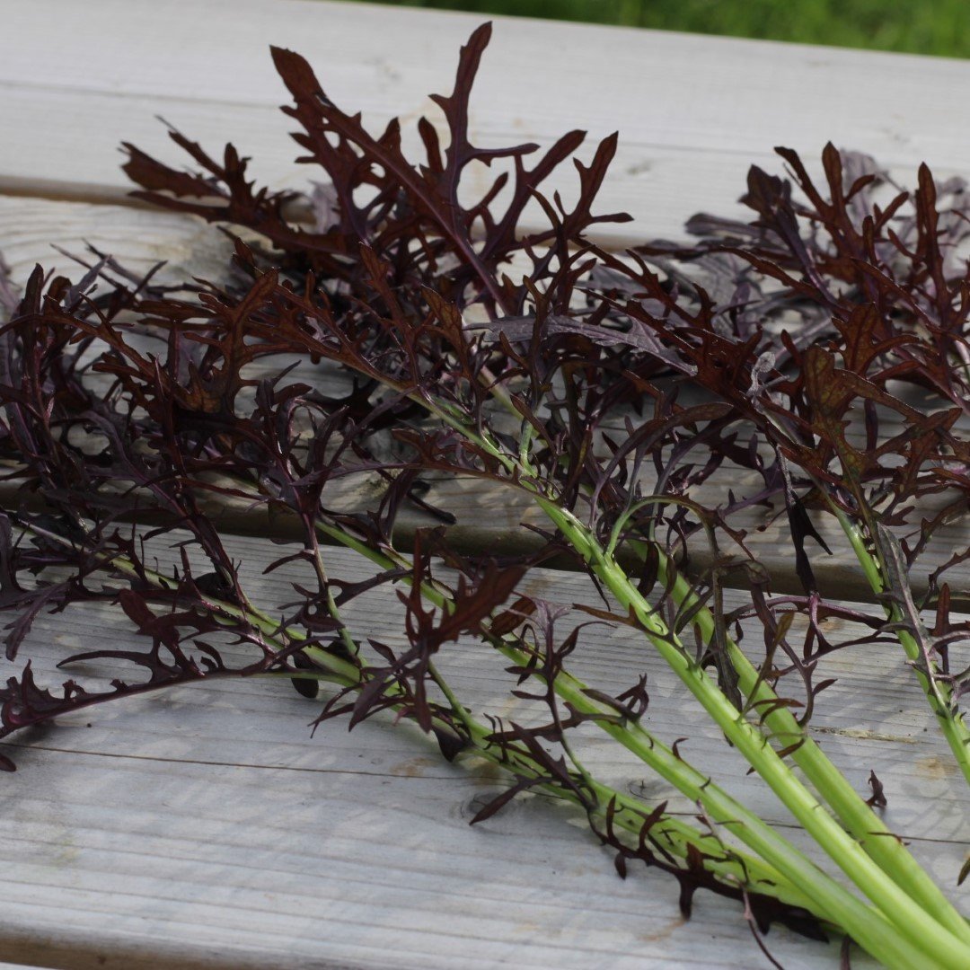 Purple Frills Asian Greens