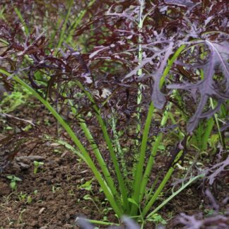 Purple Frills Asian Greens
