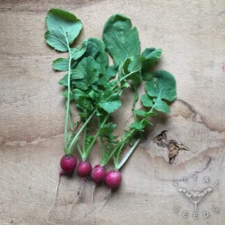Cherry Belle Radish