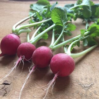 Cherry Belle Radish