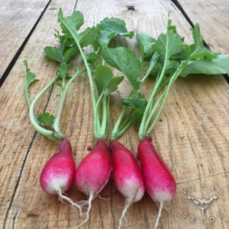 French Breakfast Radish