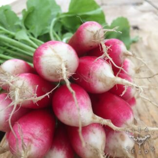 French Breakfast Radish