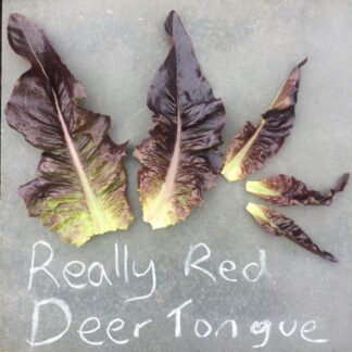 Really Red Deer Tongue Lettuce