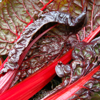 Rhubarb Chard