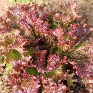 Ruffled Soul Lettuce