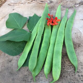 Scarlet Emperor Runner bean