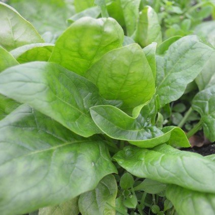 Giant winter Spinach