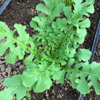 Salad rocket (Organic)