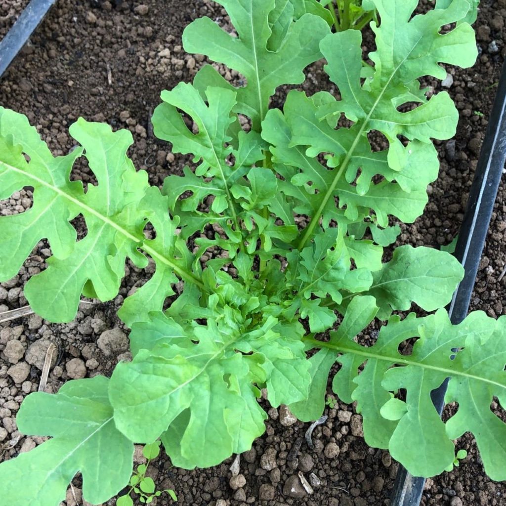 Salad rocket (Organic)