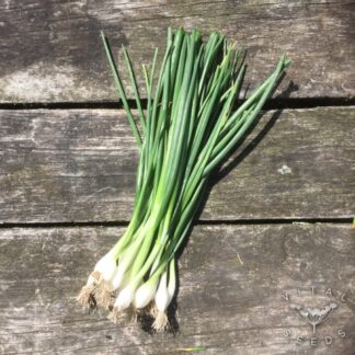 White Lisbon Spring onion