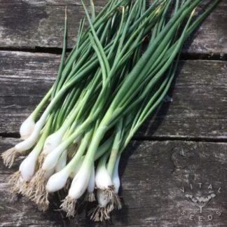 White Lisbon Spring onion