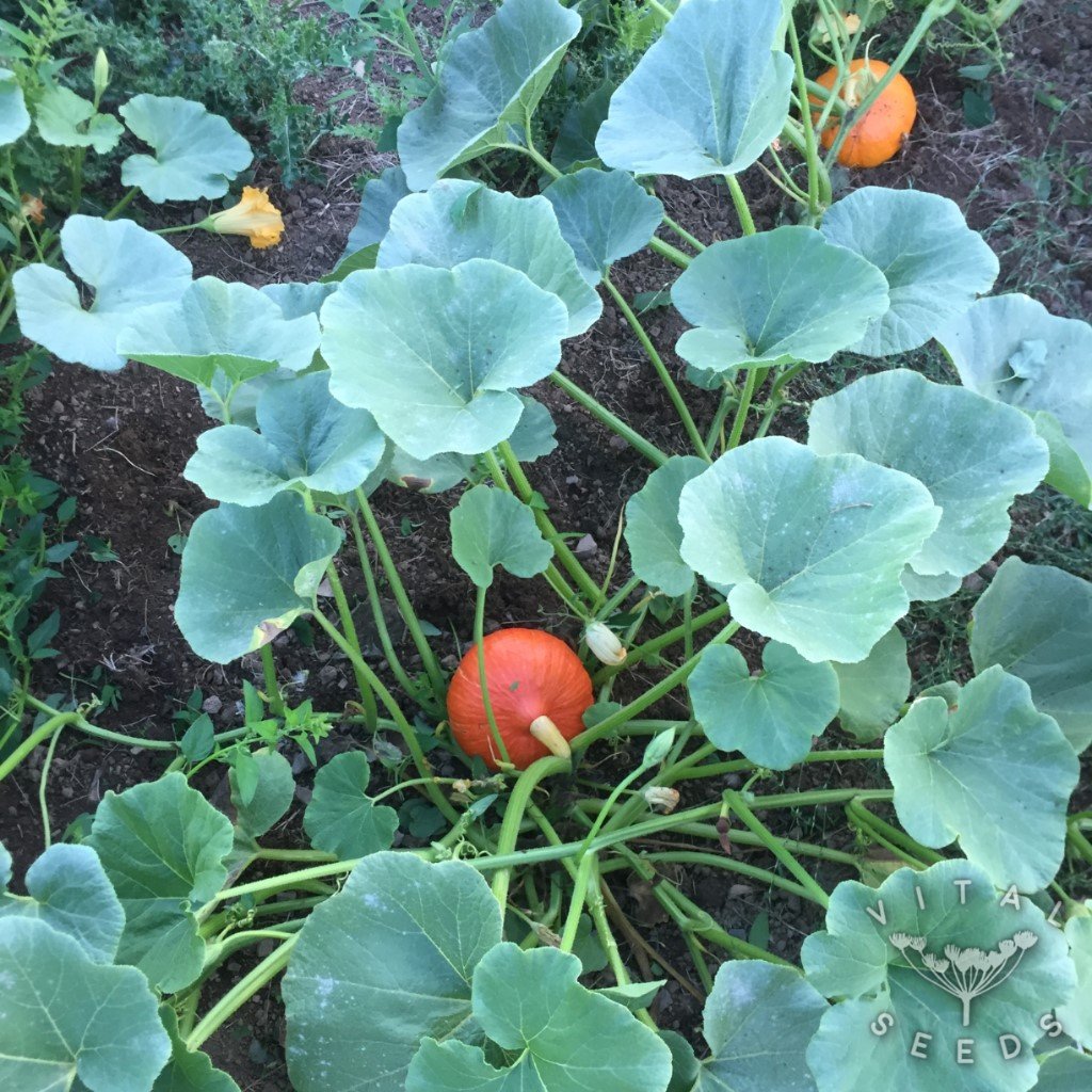 Red Kuri Squash, Winter