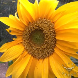 Giant Yellow Sunflower