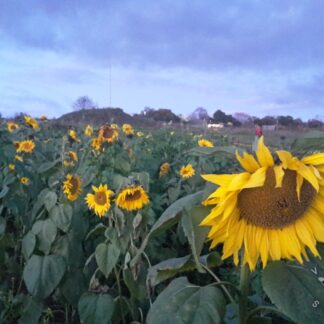 Giant Yellow Sunflower