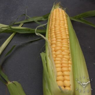 Golden Bantam Sweetcorn