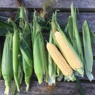 Sweetcorn Seeds