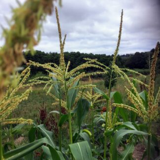 Golden Bantam Sweetcorn