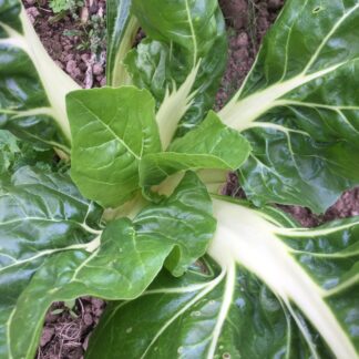 Swiss Chard