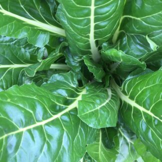 Swiss Chard