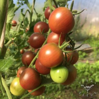 Black Cherry Tomato