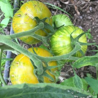 Green Zebra Tomato