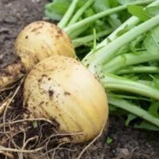 Goldana Turnip