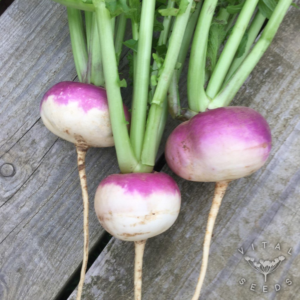 Purple Top Milan Turnip