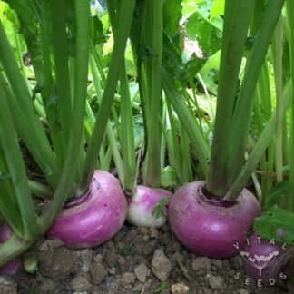 Purple Top Milan Turnip