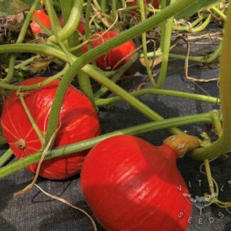 Squash, Winter - Red Kuri (Organic)