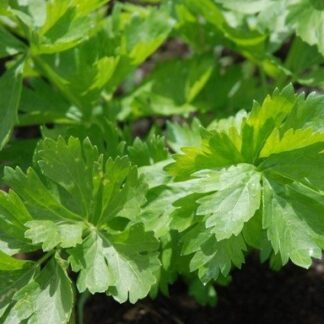 Celery Leaf Seeds