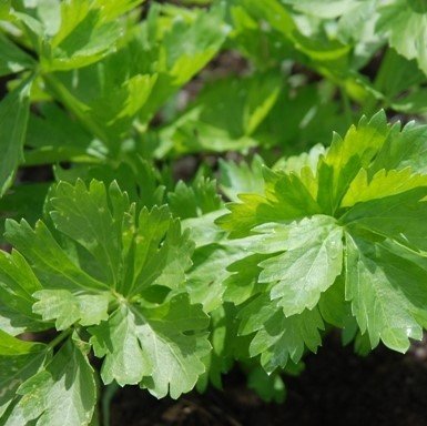 Early Bell Celery Leaf