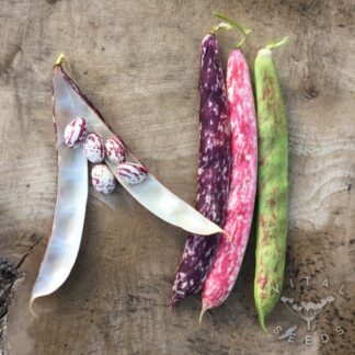 Borlotti Climbing French bean