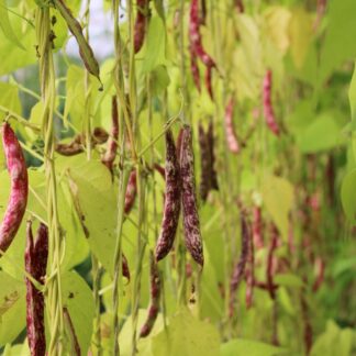 Borlotti Climbing French bean