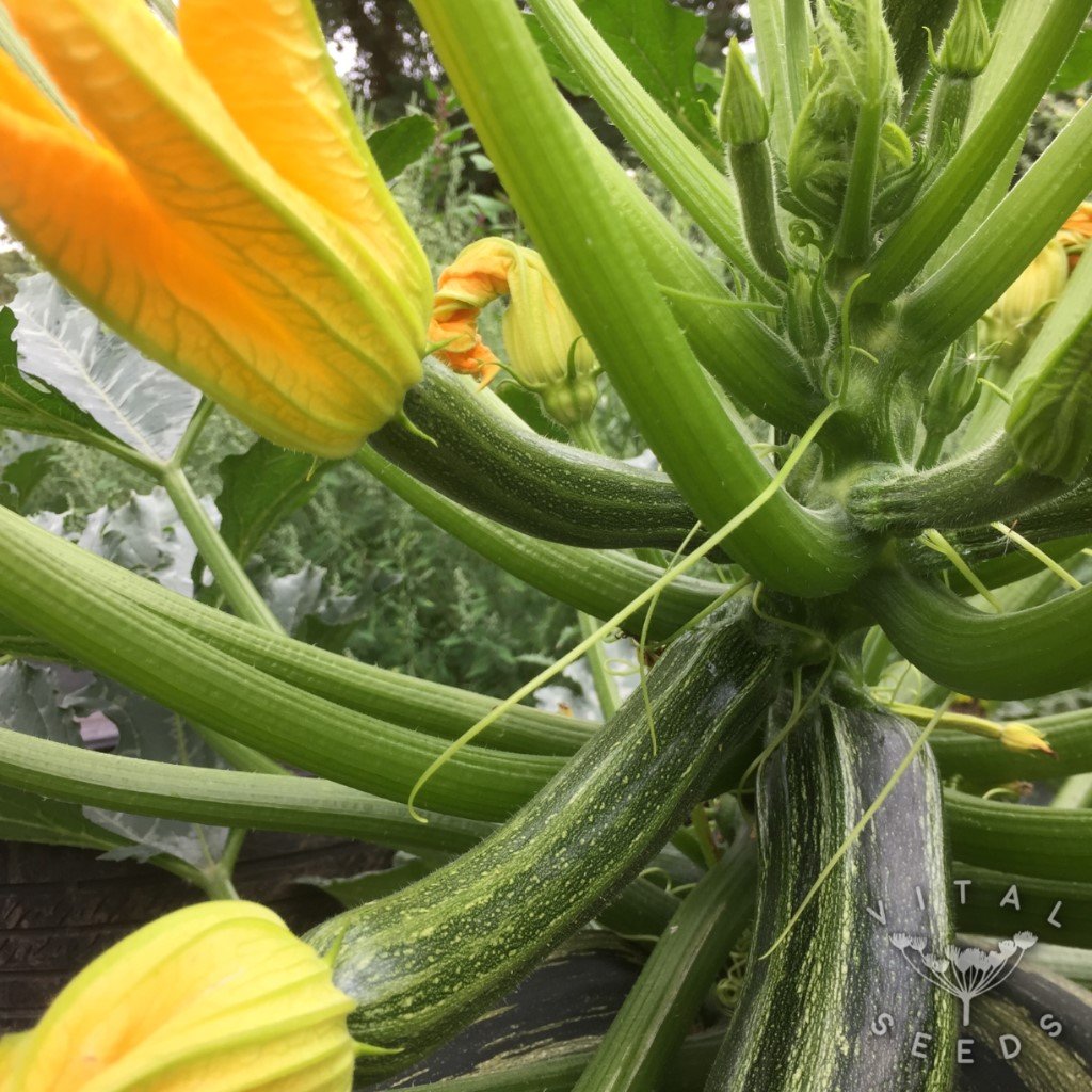 Cocozelle Courgette