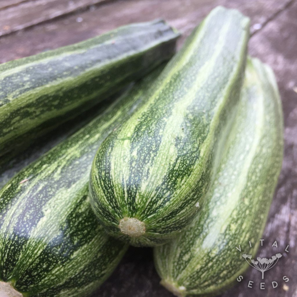 Cocozelle Courgette