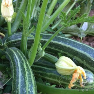 Cocozelle Courgette