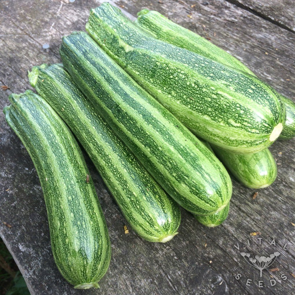 Cocozelle Courgette
