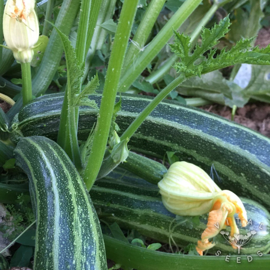 Cocozelle Courgette