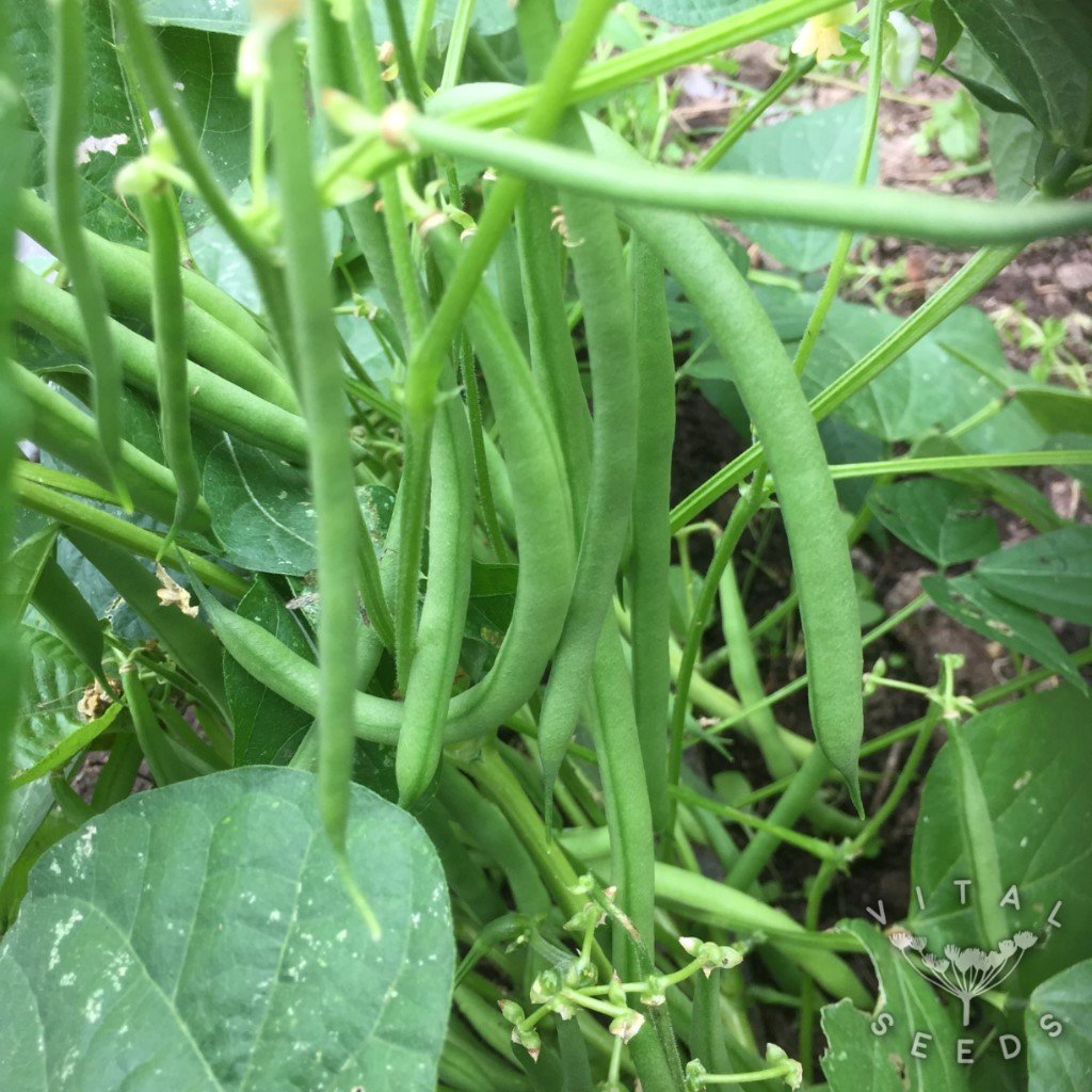 Faraday Dwarf French beans