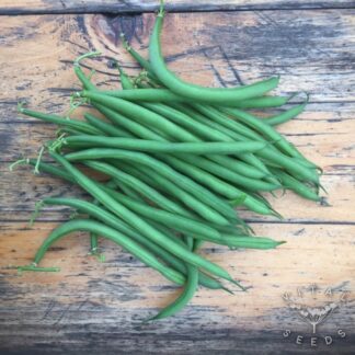 Faraday Dwarf French beans