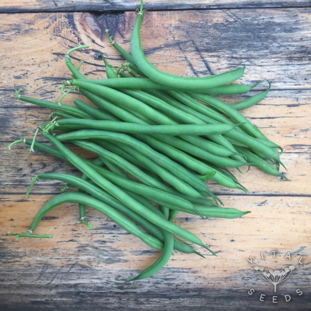 Faraday Dwarf French beans