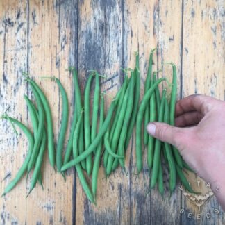Faraday Dwarf French beans