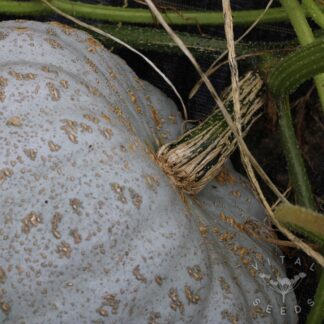 Oregon Homestead Sweet Meat Winter Squash
