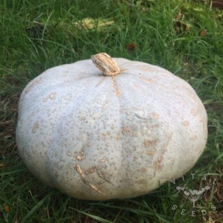 Oregon Homestead Sweet Meat Winter Squash