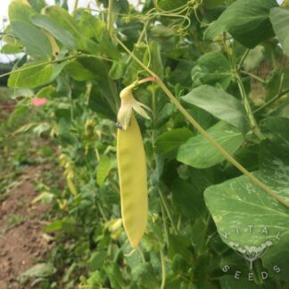 Pea - Golden Sweet