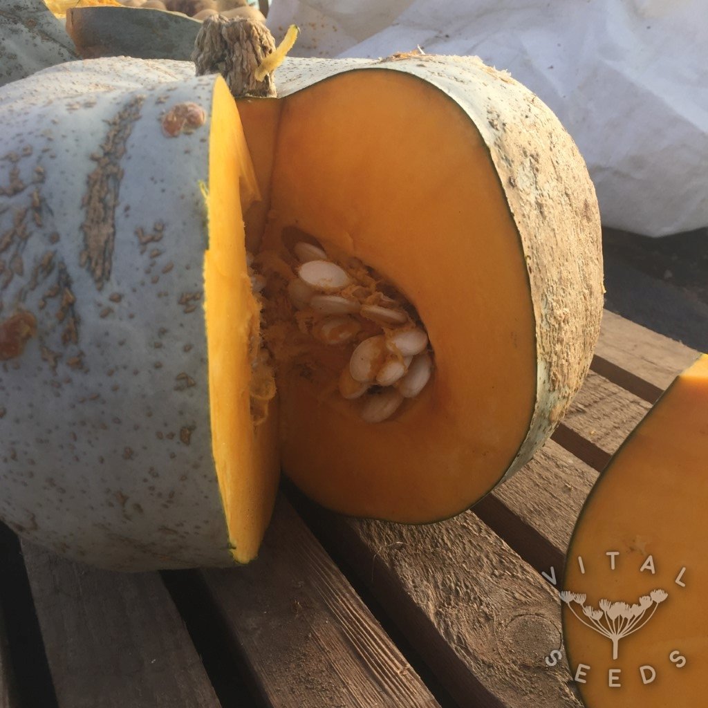 Oregon Homestead Sweet Meat Winter Squash