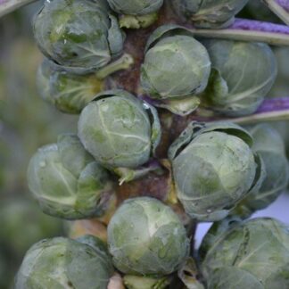 Groninger Brussels sprouts